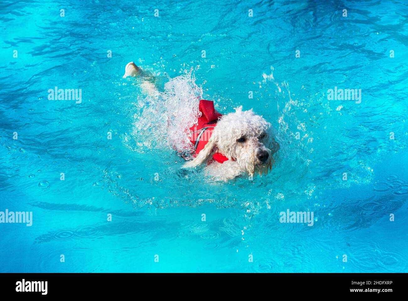 swim, poodle, life jacket, swimmer, swimmers, swimming, poodles, life jackets Stock Photo Alamy