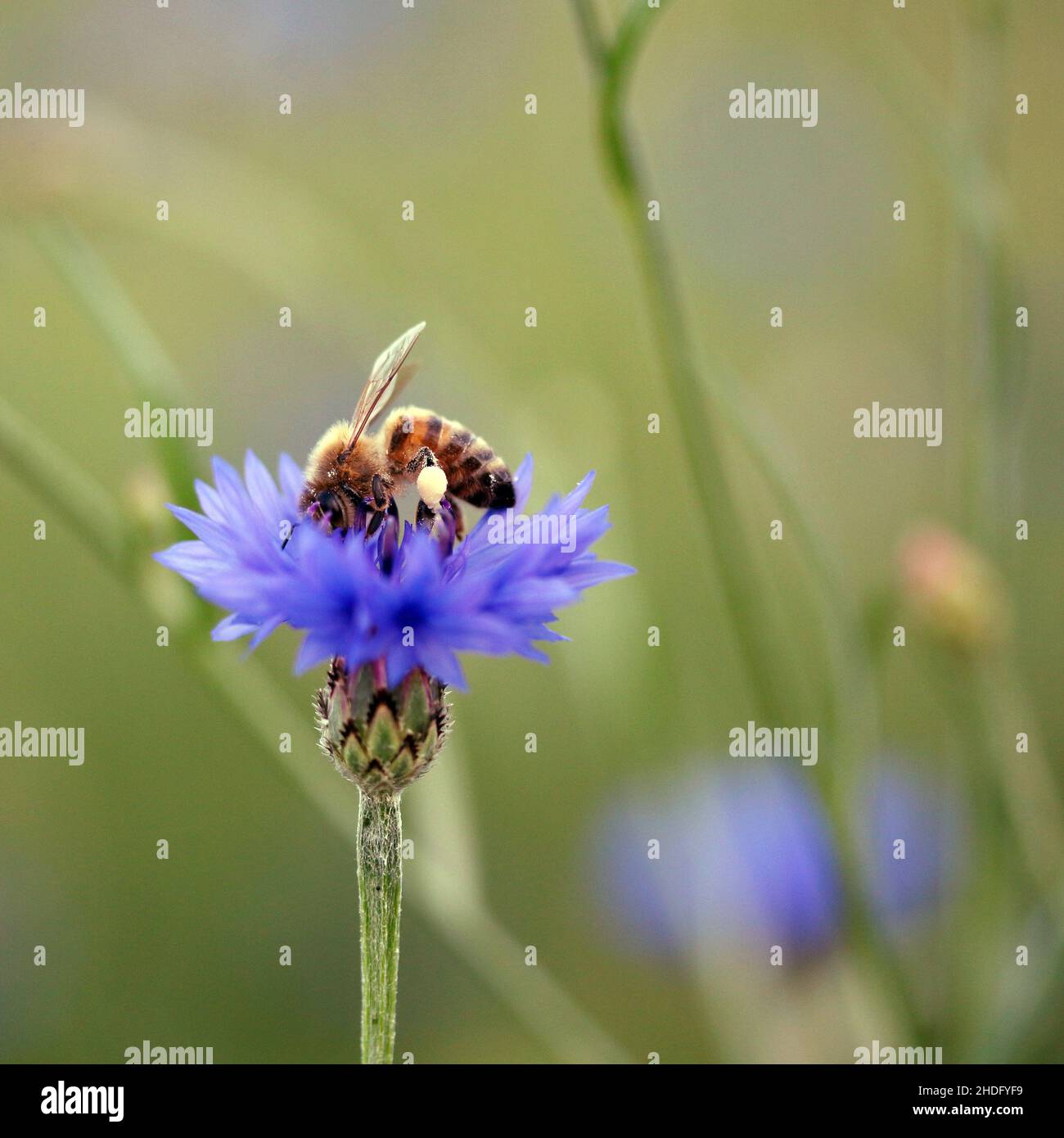 honey bee, cornflower, pollination, honey bees, cornflowers, pollinations Stock Photo Alamy