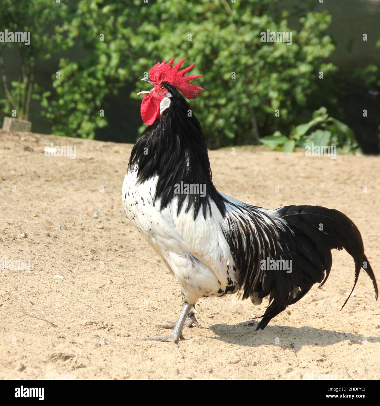 rooster, crow, roosters, crows Stock Photo Alamy