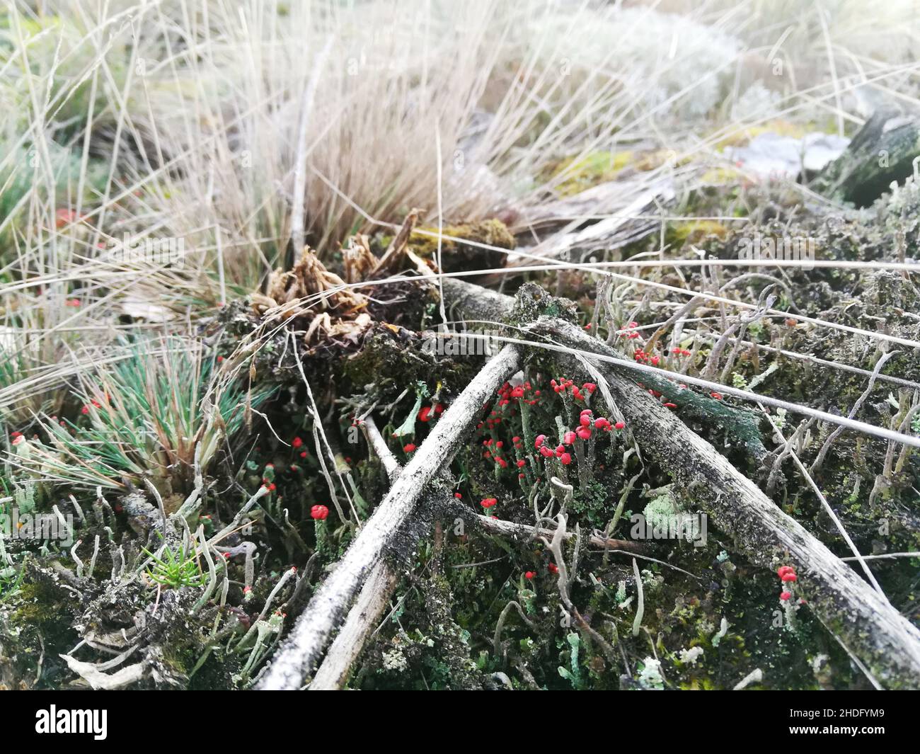 moss, deadwood, cladonia rangiferina, mosses, deadwoods, cladonia rangiferinas Stock Photo