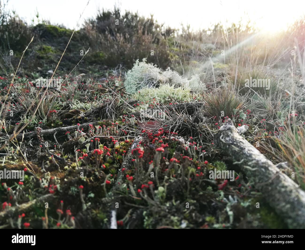 forest, deadwood, cladonia rangiferina, forests, wood, woodland, woods, deadwoods, cladonia rangiferinas Stock Photo