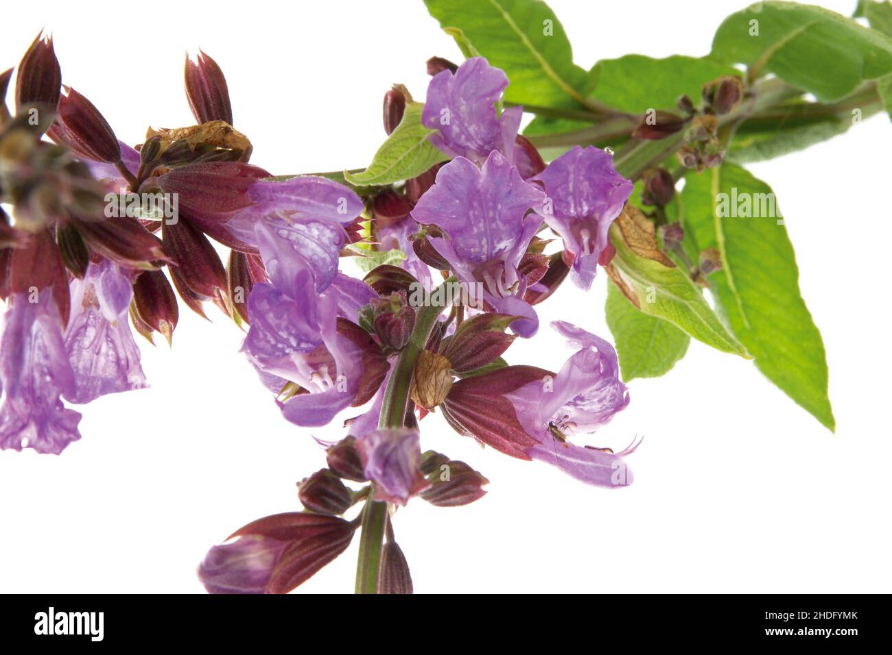 sage blossom, sage blossoms Stock Photo Alamy
