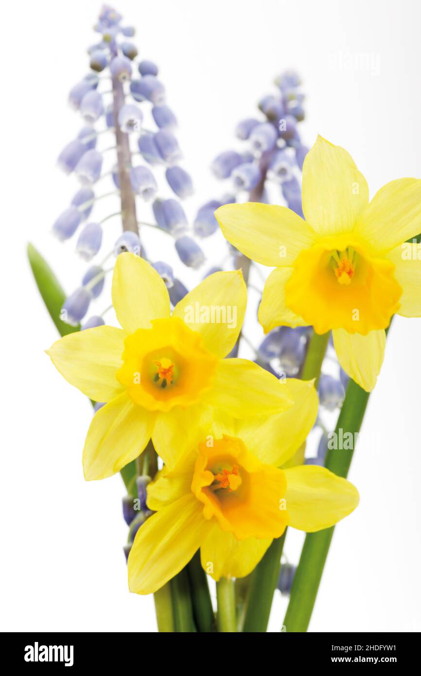Daffodils and grape hyacinths hires stock photography and images Alamy