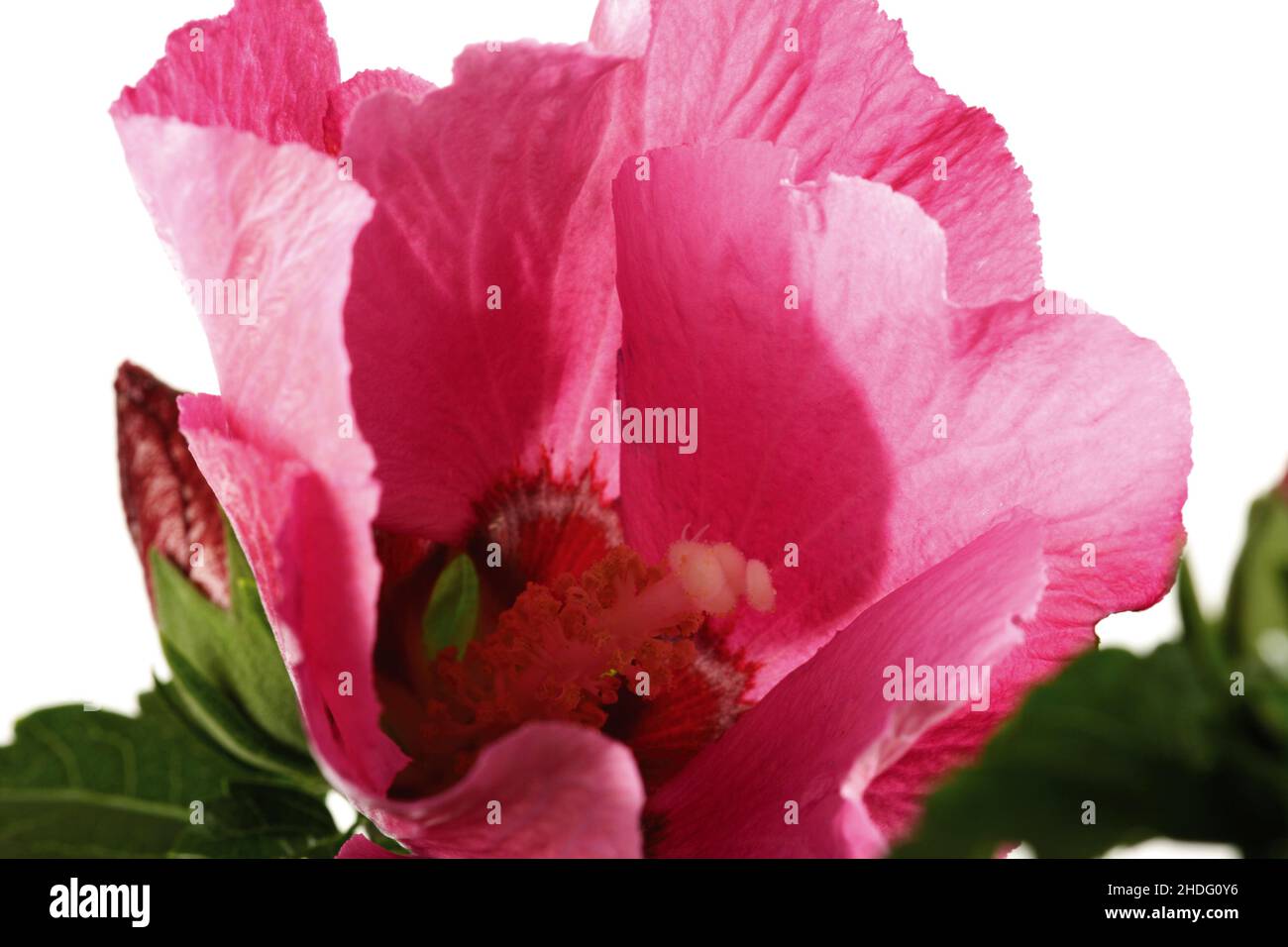 hibiscus flower, hibiscus flowers Stock Photo
