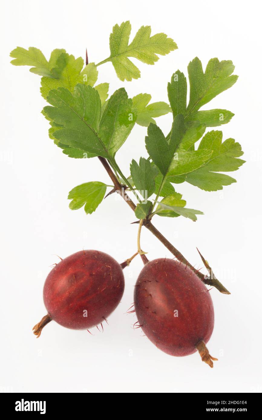 gooseberry, gooseberries Stock Photo