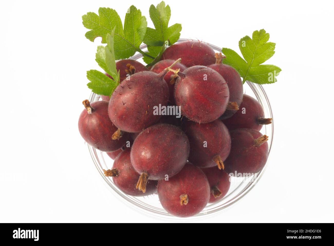 gooseberry, gooseberries Stock Photo