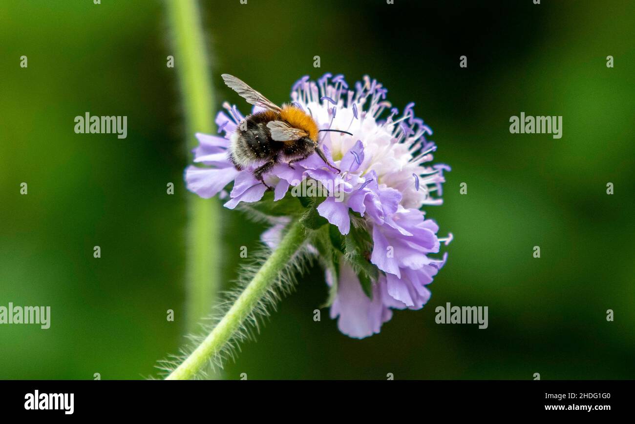 Garden bees on a Scabiosa flower  a genus in the honeysuckle family of flowering plants Stock Photo