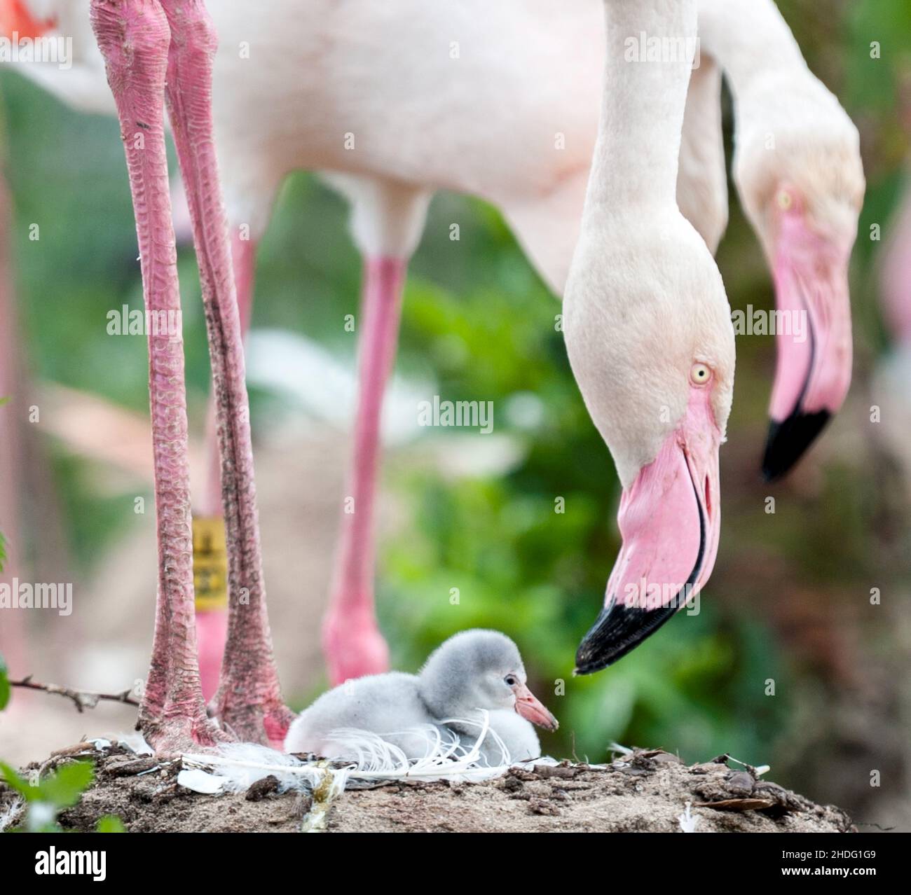 The greater flamingos and chicks  are one of six species of flamingos found in the world. They are the least vibrant coloured of the six species, bein Stock Photo