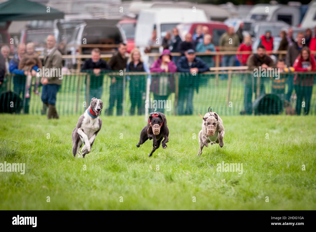 Greyhound racing at a Lancashire Horticultural  and Agricultural Show Stock Photo