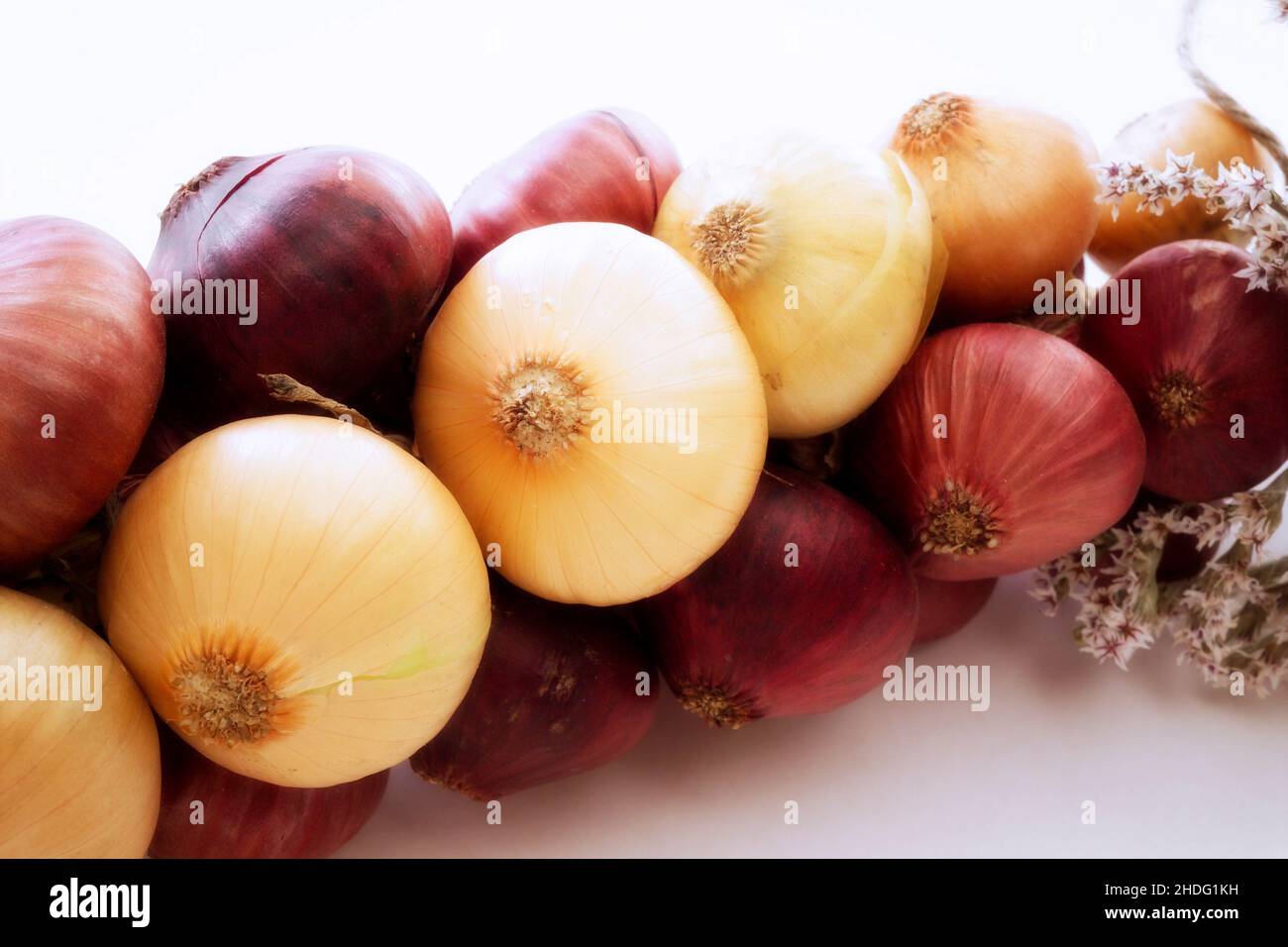 Onion families hires stock photography and images Alamy