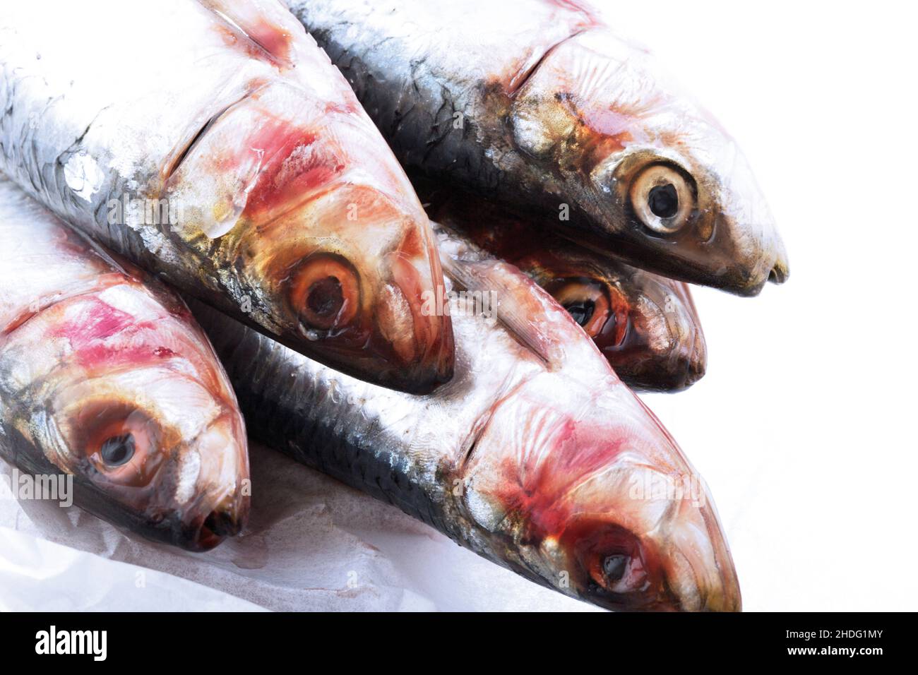 sardine, fish head, sardines, fish heads Stock Photo Alamy