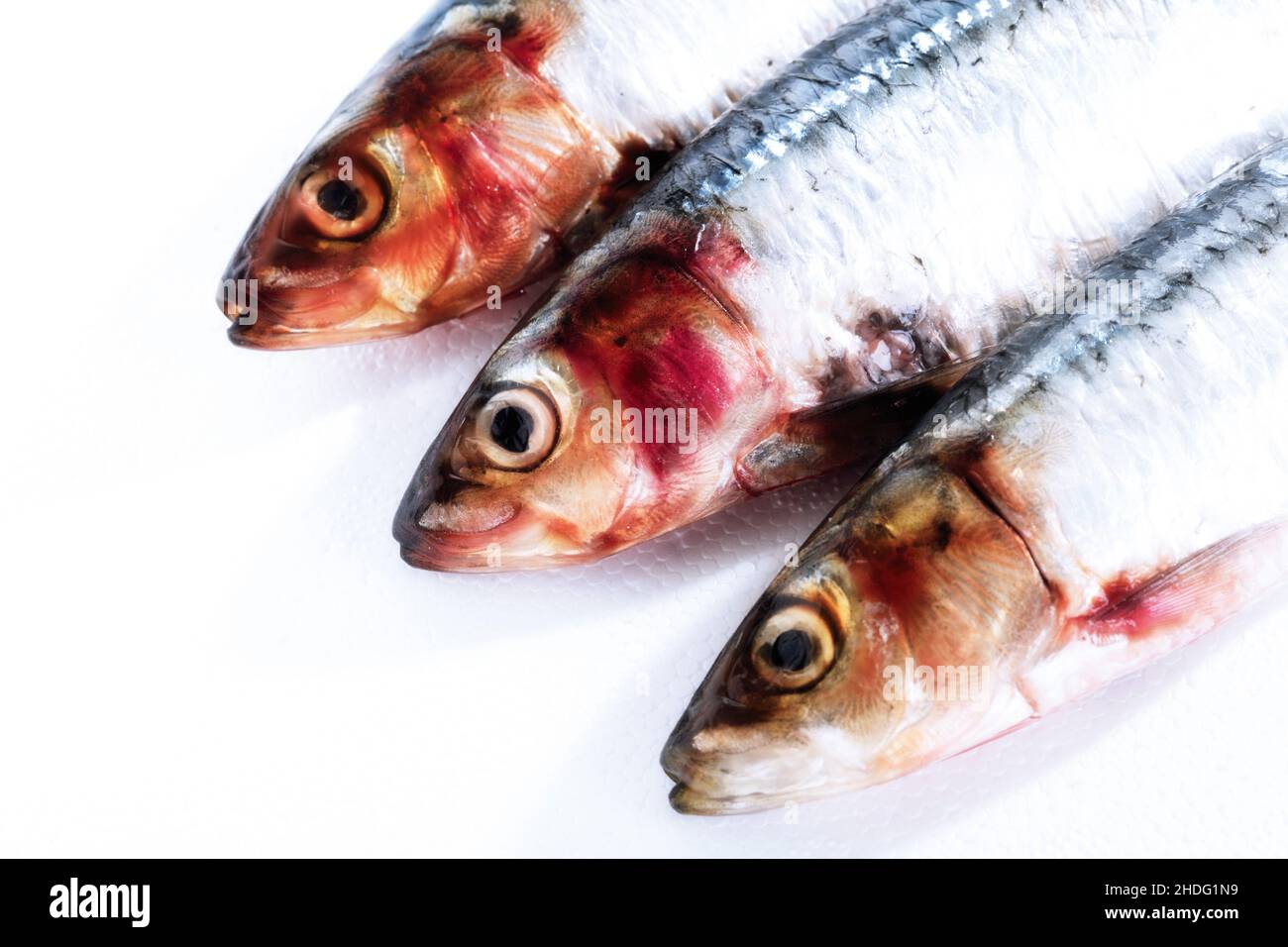sardine, fish head, sardines, fish heads Stock Photo Alamy
