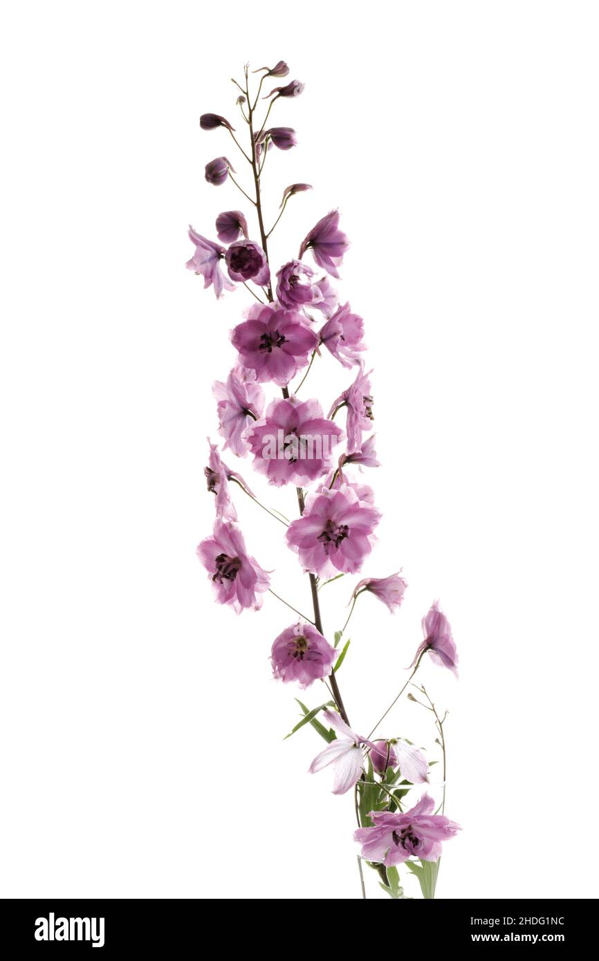 Vertical shot larkspur flowers hi-res stock photography and images - Alamy