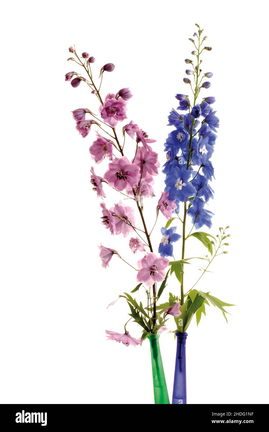 Vertical shot larkspur flowers hi-res stock photography and images - Alamy