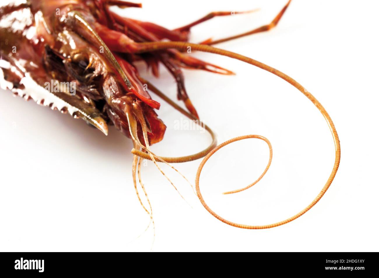 tentacle, pandalid shrimp, tentacles Stock Photo Alamy