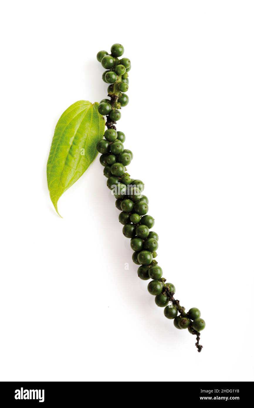 green peppercorn, madagascar pepper, green peppercorns Stock Photo Alamy