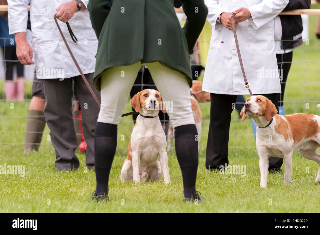 Huntsman and young hound in the exhibit ring at a Hound Show Stock Photo