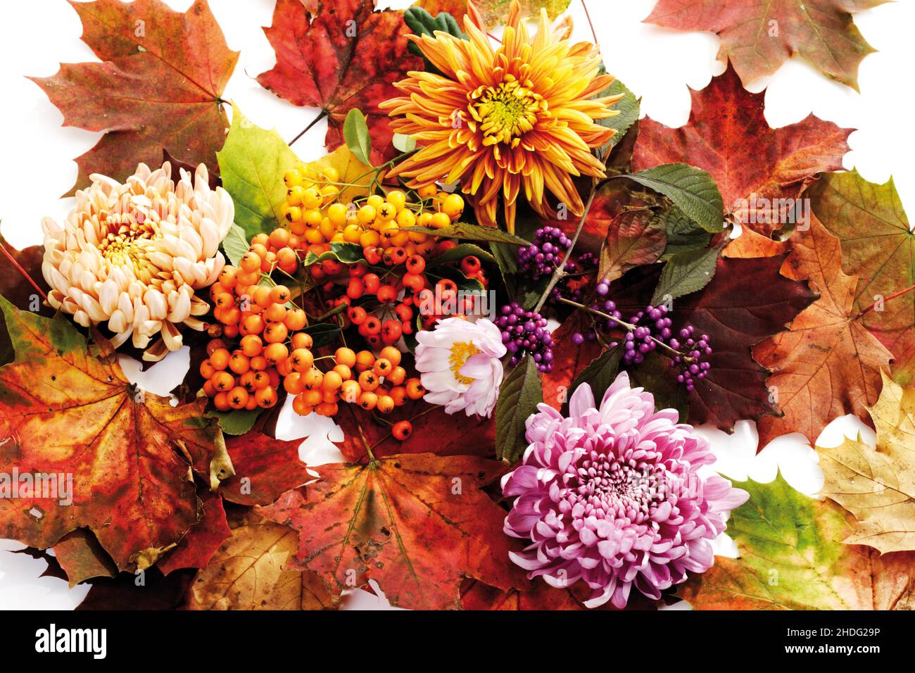 fall colors, chrysanthemum, chrysanthemums Stock Photo