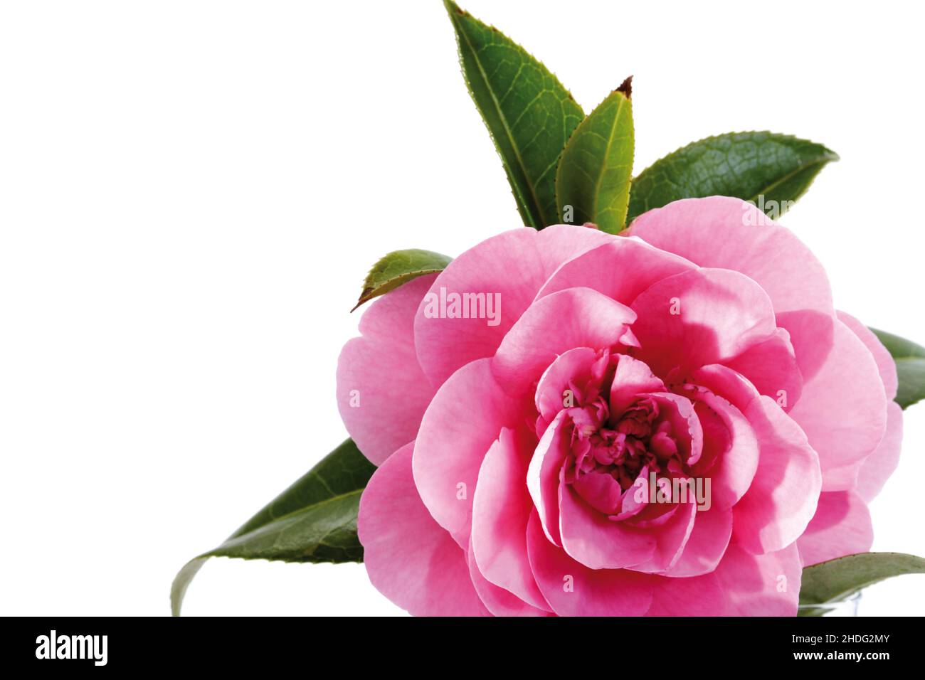 camellias bloom, camellia, camellias blooms, camellias Stock Photo