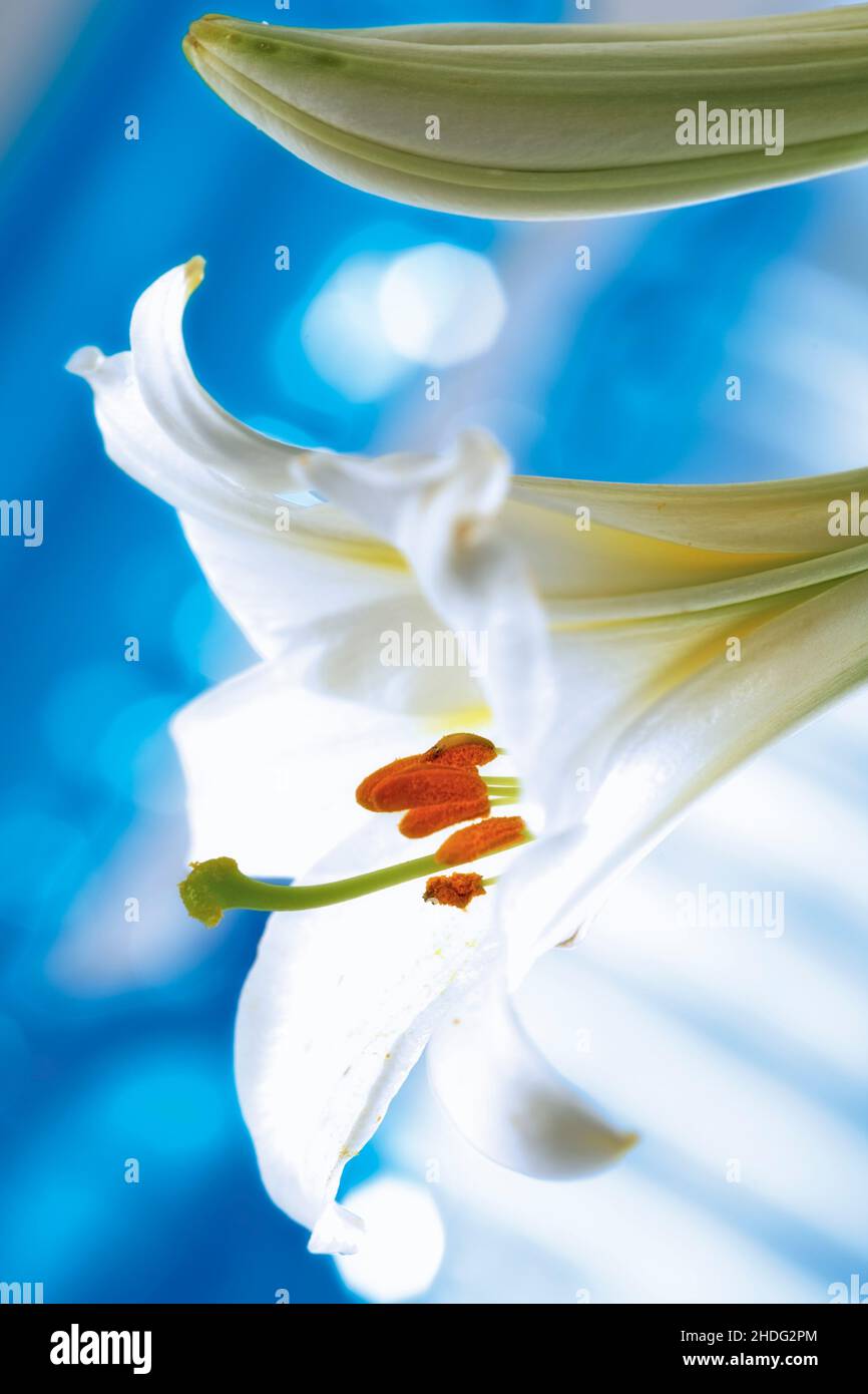 lily, stamens, lilies, stamen Stock Photo Alamy