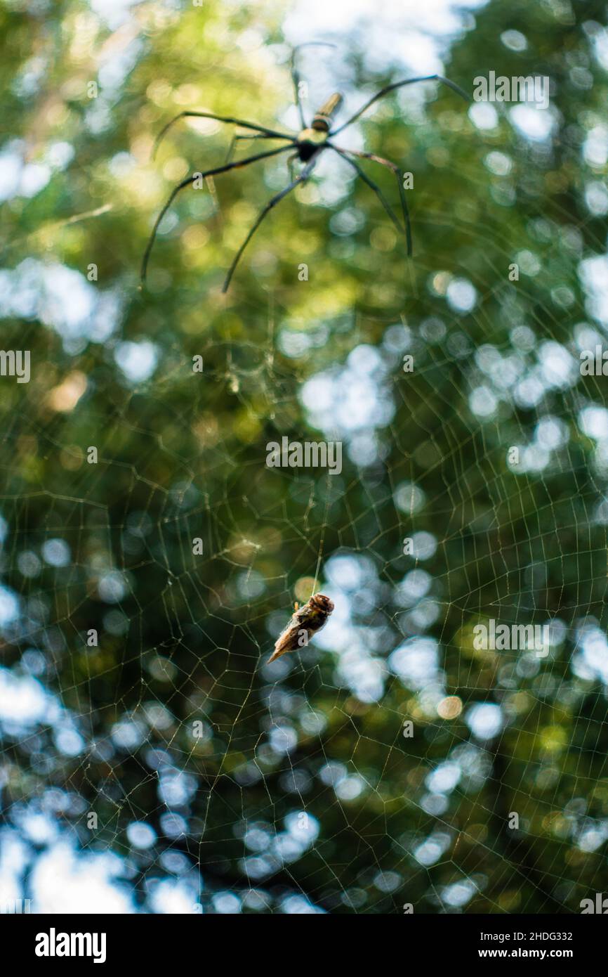 A close up shot of golden orb weaver spider approaching a bee stuck on ...