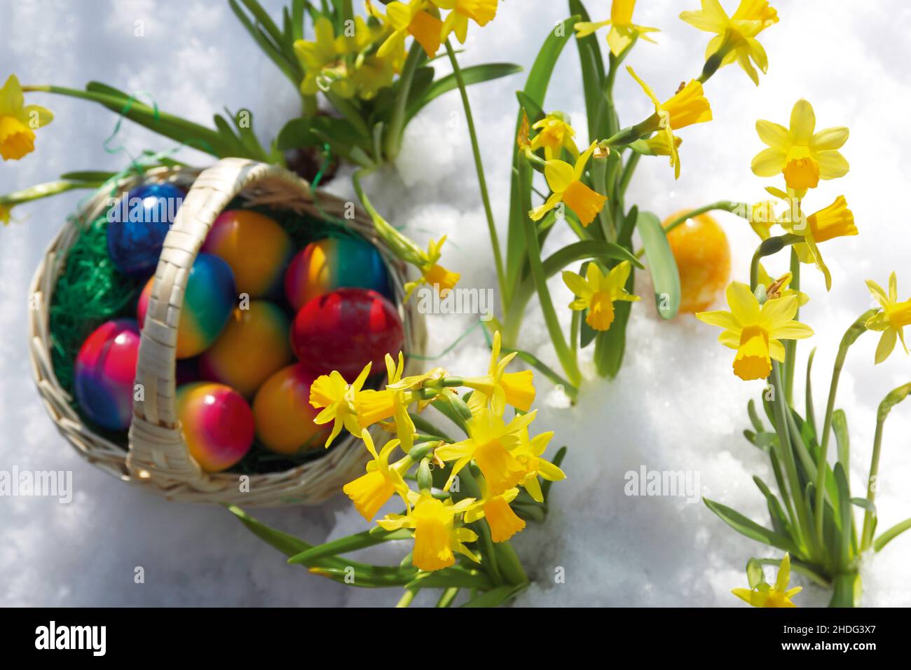 easter daffodil, easter eggs, easter basket, daffodils, easter egg, easter baskets Stock Photo