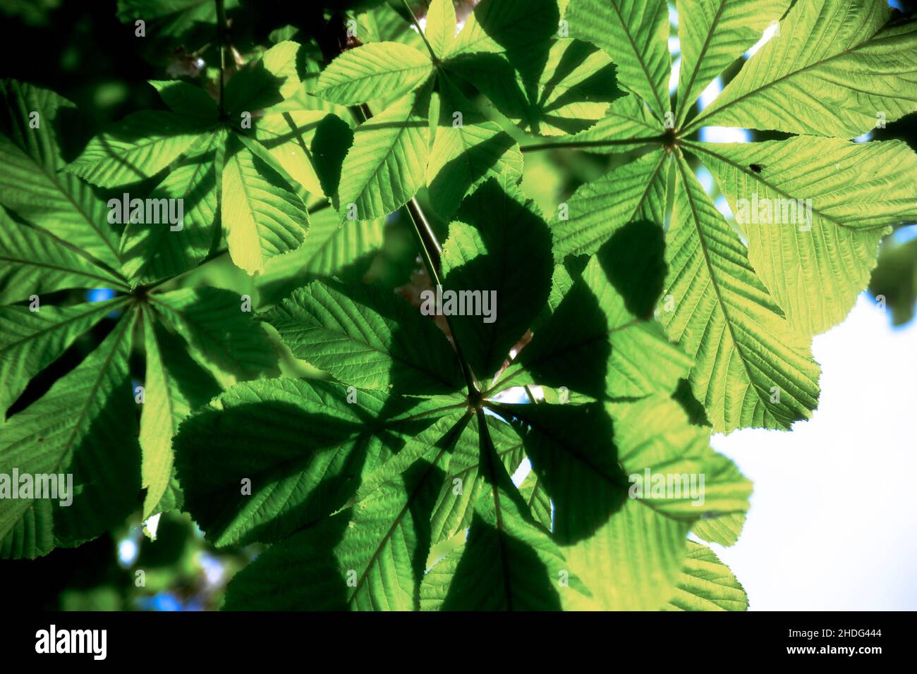 Chestnut tree leaves hi-res stock photography and images - Alamy