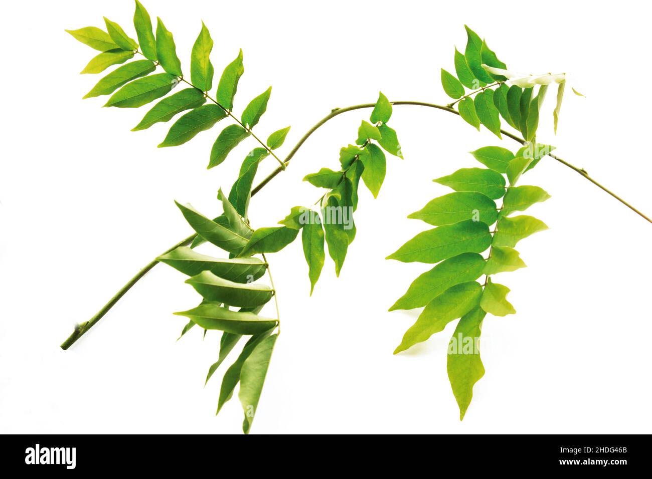 leaf shape, chinese wisteria, leaf shapes Stock Photo