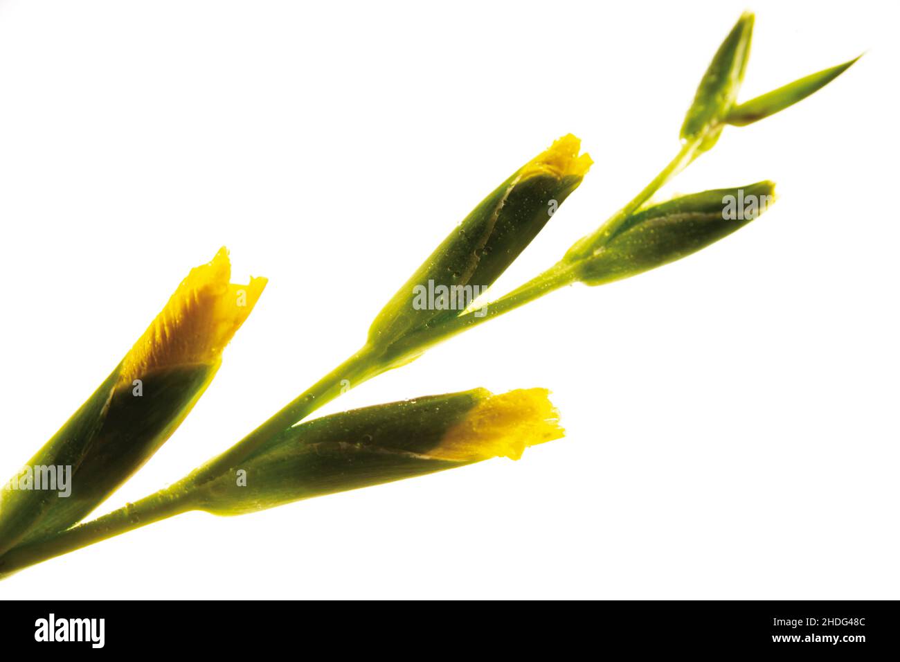 bud, gladiolus, buds Stock Photo Alamy