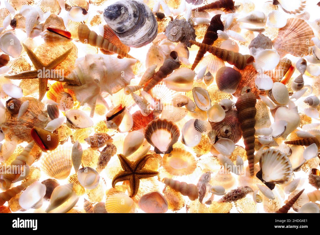Dead mussels hi-res stock photography and images - Alamy