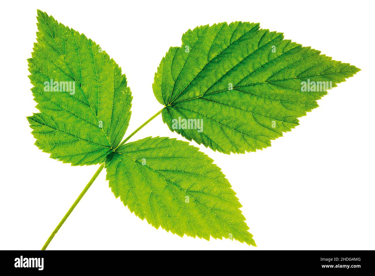 raspberry leaf, raspberry leafs Stock Photo Alamy