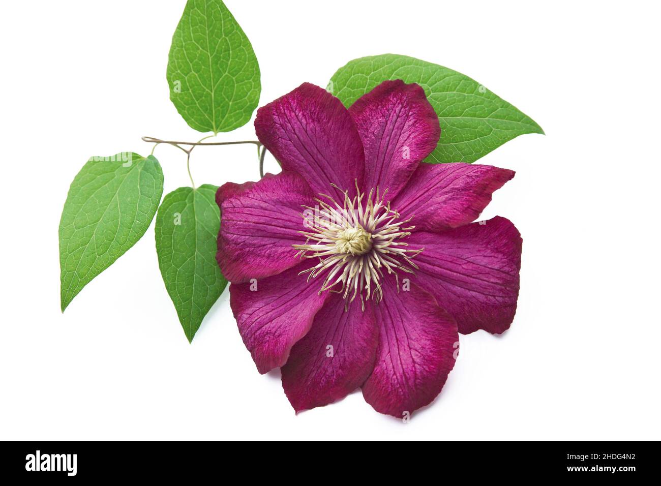 clematis, clematis bloom, clematis blooms Stock Photo Alamy