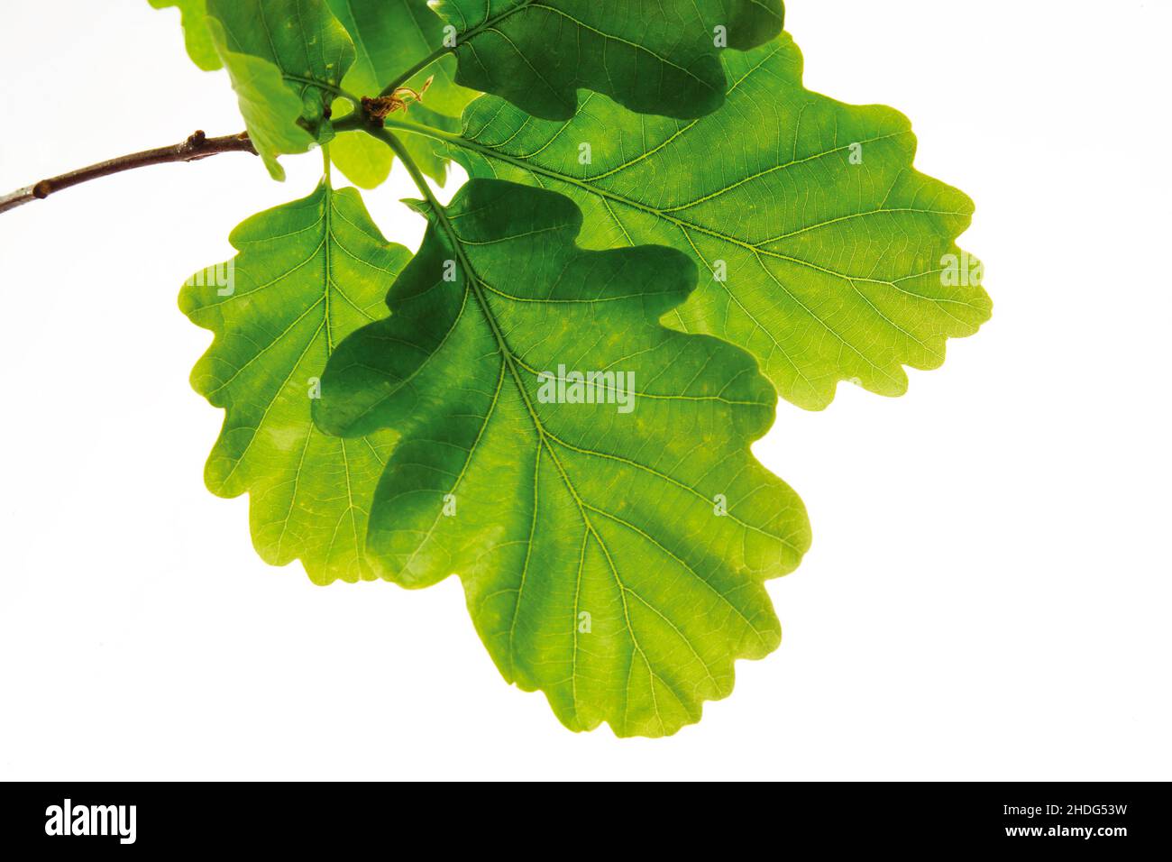 White oak tree leaves hi-res stock photography and images - Alamy