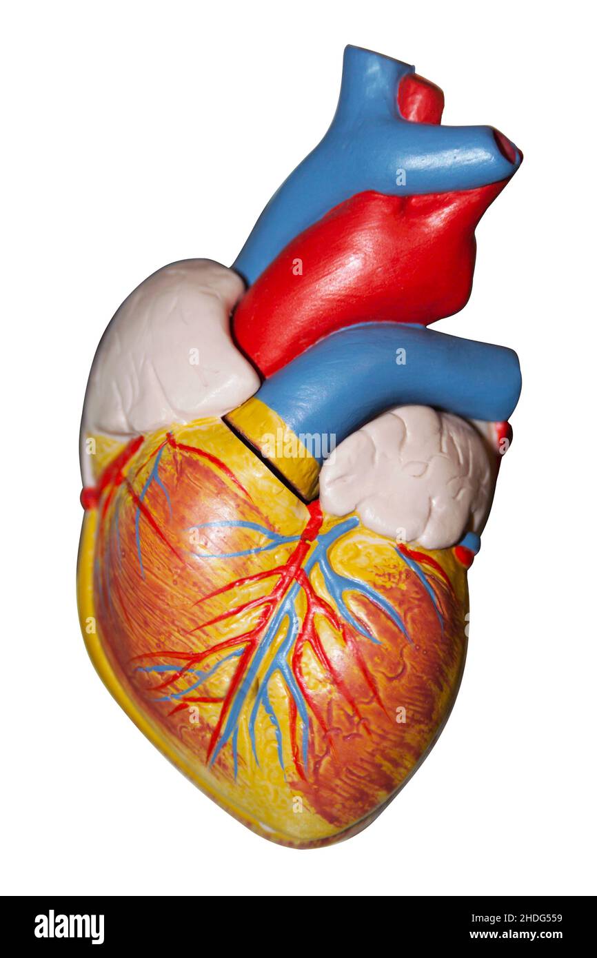 heart, artificial model, anatomy, hearts, artificial models, anatomies