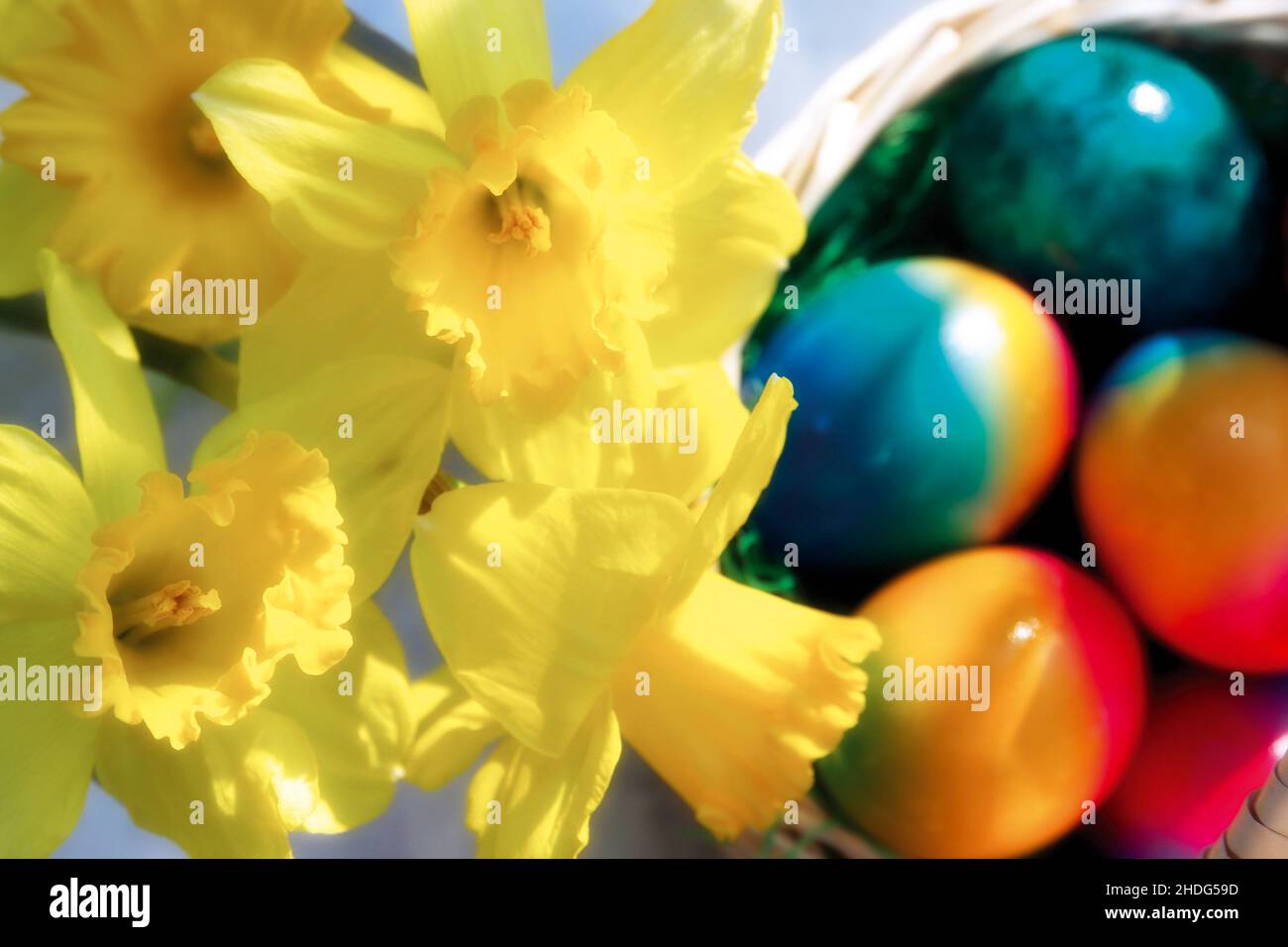 easter daffodil, easter time, daffodils, easters Stock Photo