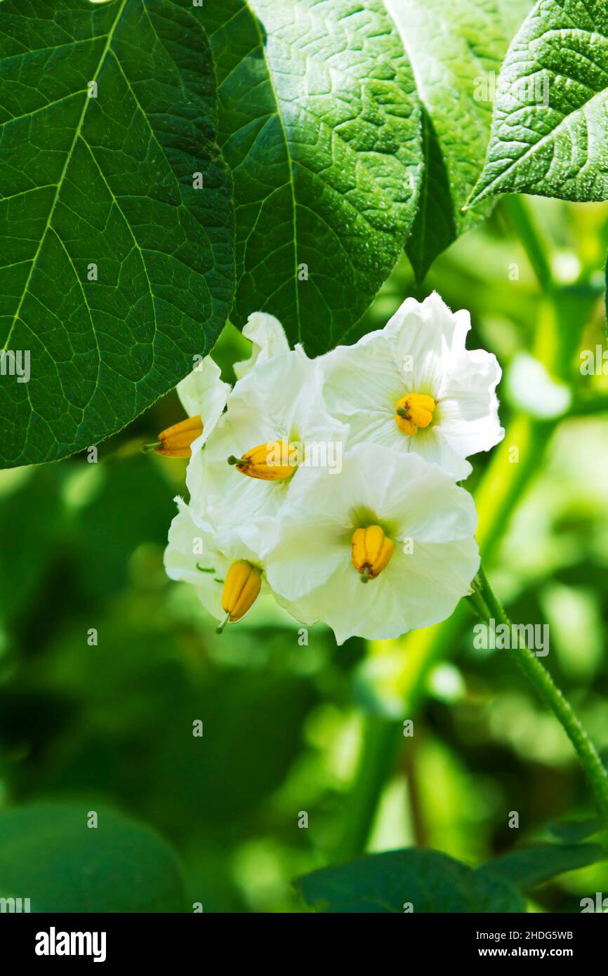 blossom, potato plant, blossoms, potato plants Stock Photo Alamy