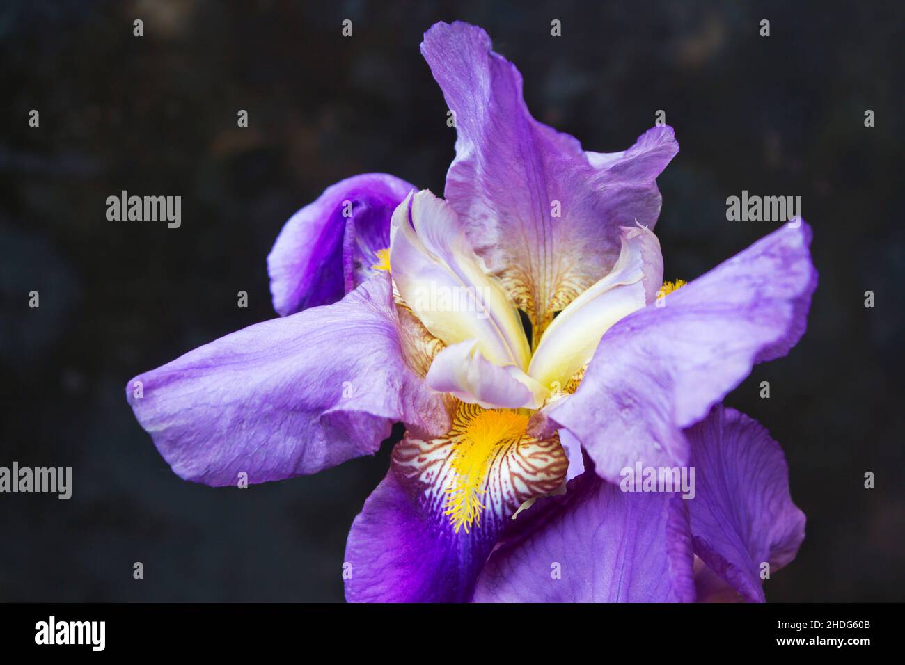sword lily, sword lilies Stock Photo Alamy
