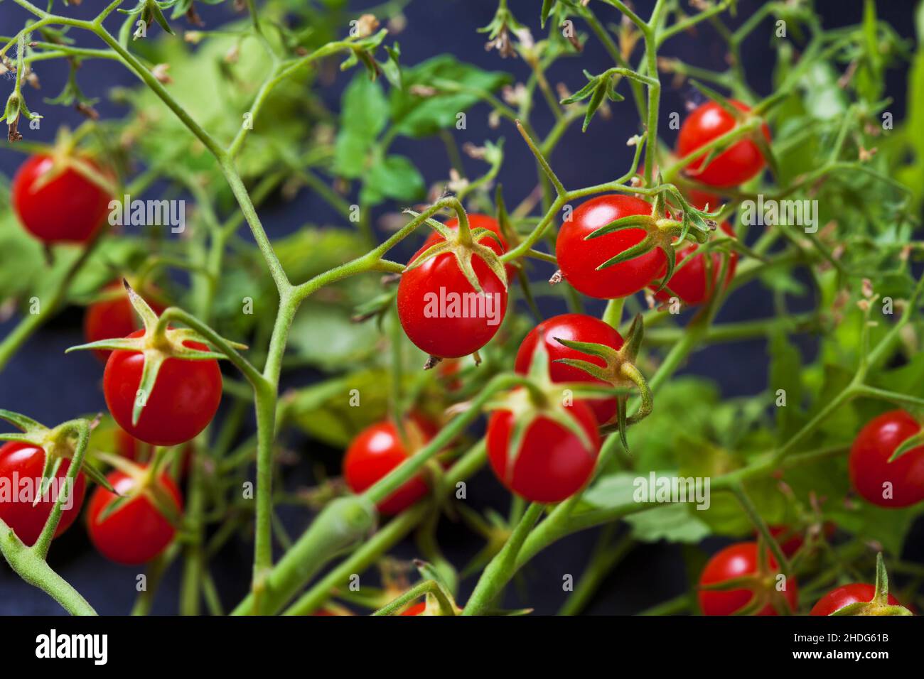 currant tomatoes Stock Photo