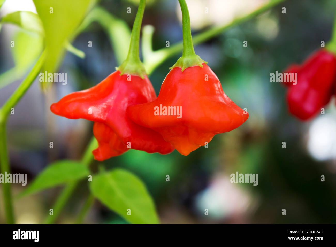 The bell and crown hi-res stock photography and images - Alamy