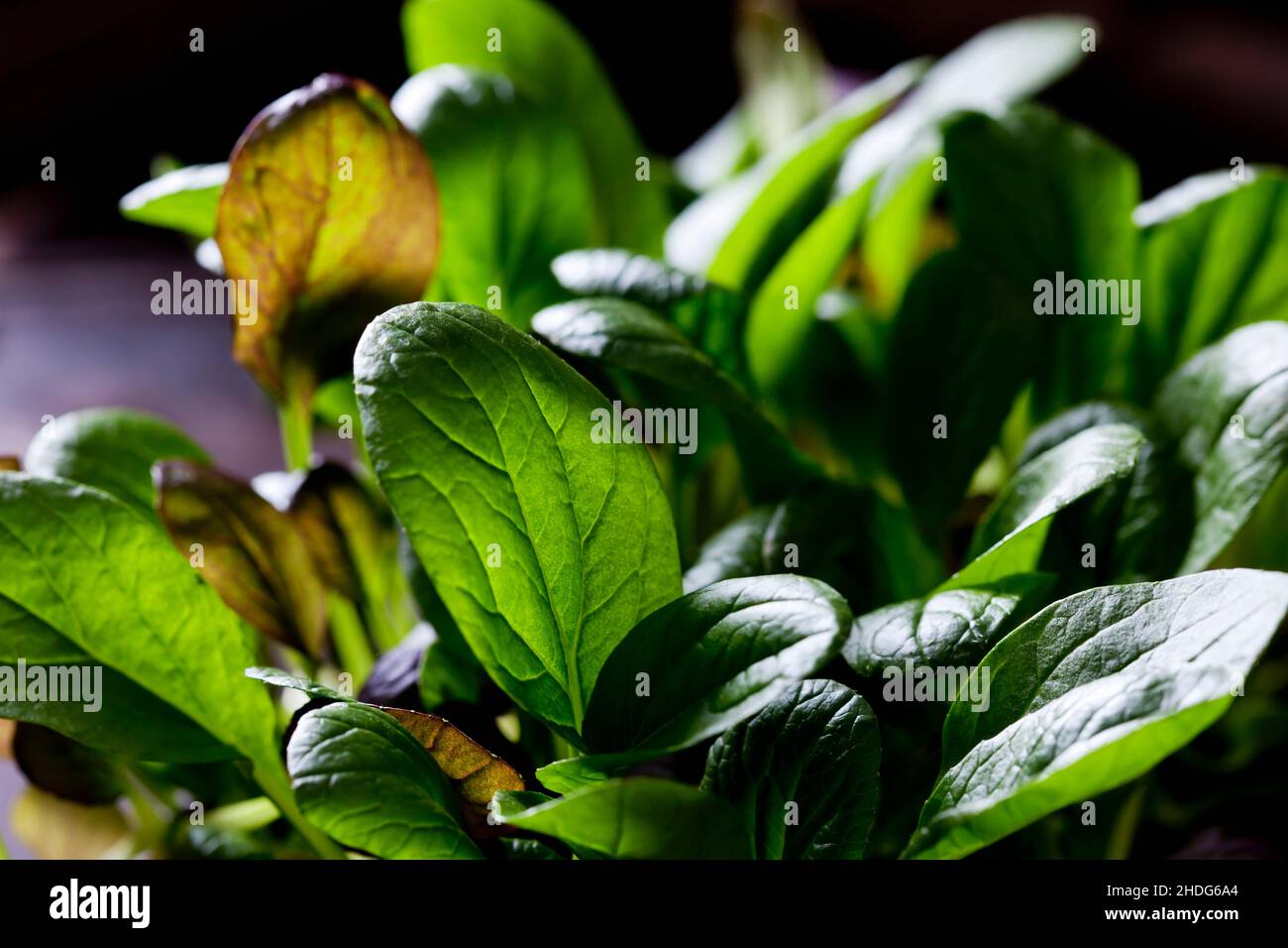 japanese mustard greens, leaf mustard Stock Photo Alamy