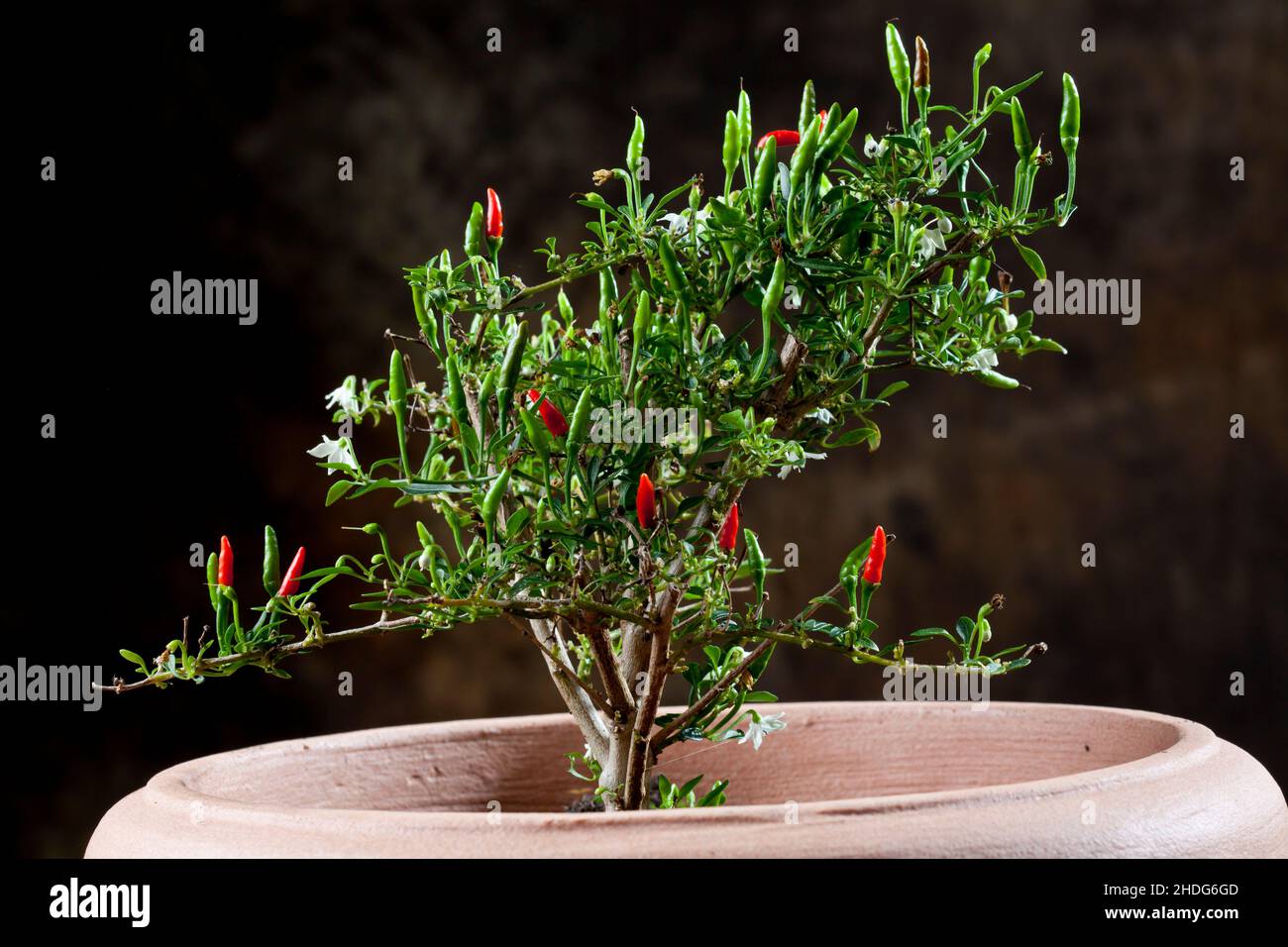 Bonsai chili hi-res stock photography and images - Alamy