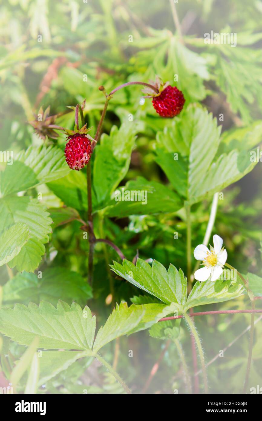 Strawberry fruits leaves plants hi-res stock photography and images - Alamy