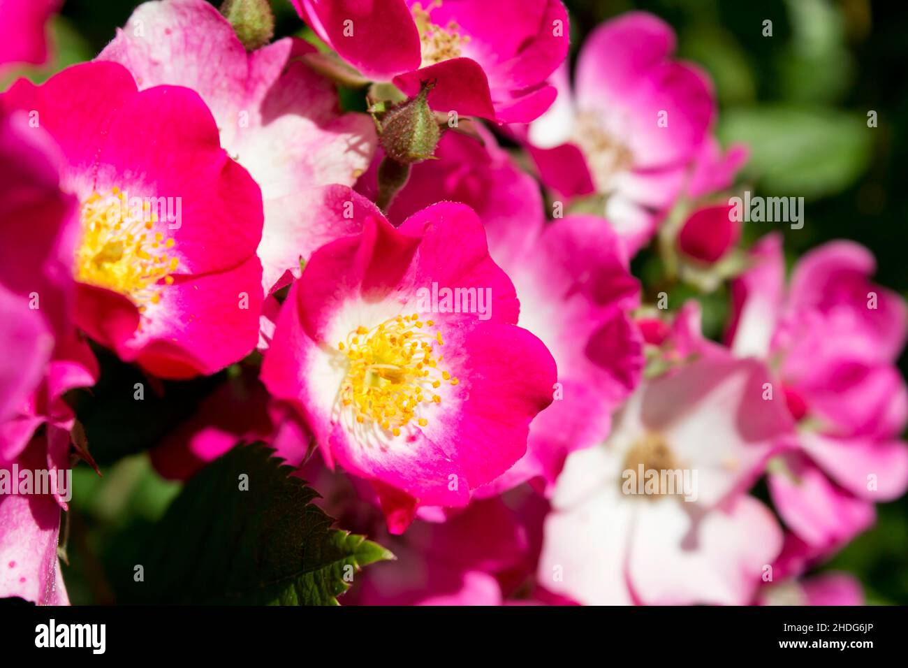 climbing roses, climbing rose Stock Photo - Alamy