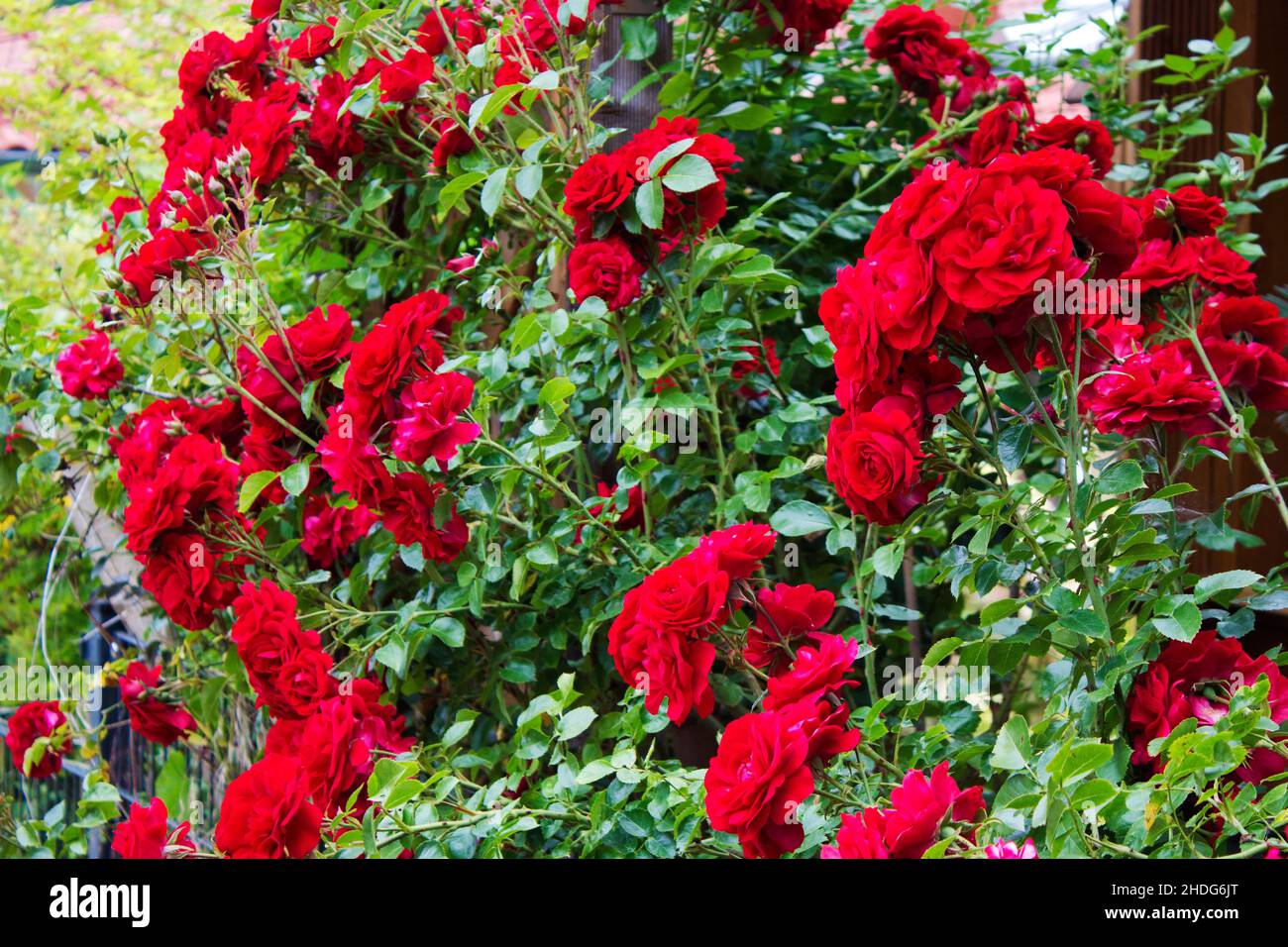 Red rose flower roses plants hi-res stock photography and images - Alamy