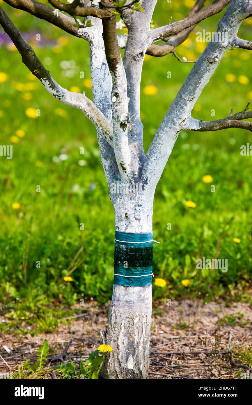 Grease band fruit hires stock photography and images Alamy
