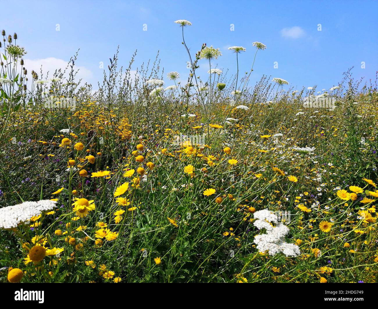 Medicinal wild flowers hi-res stock photography and images - Alamy