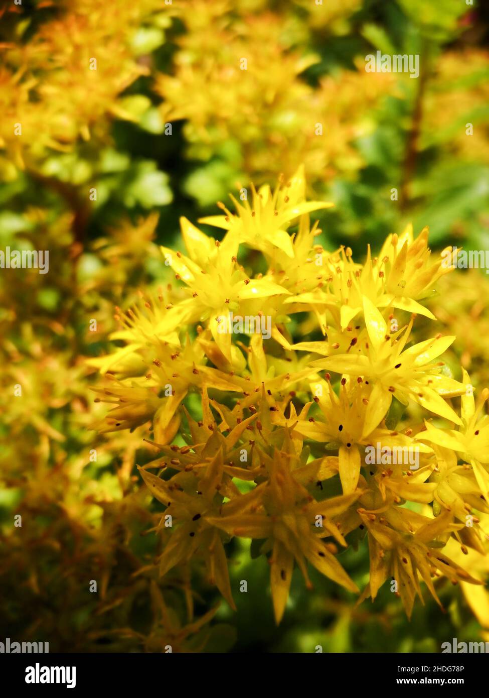 st john's wort, st. john's worts Stock Photo Alamy