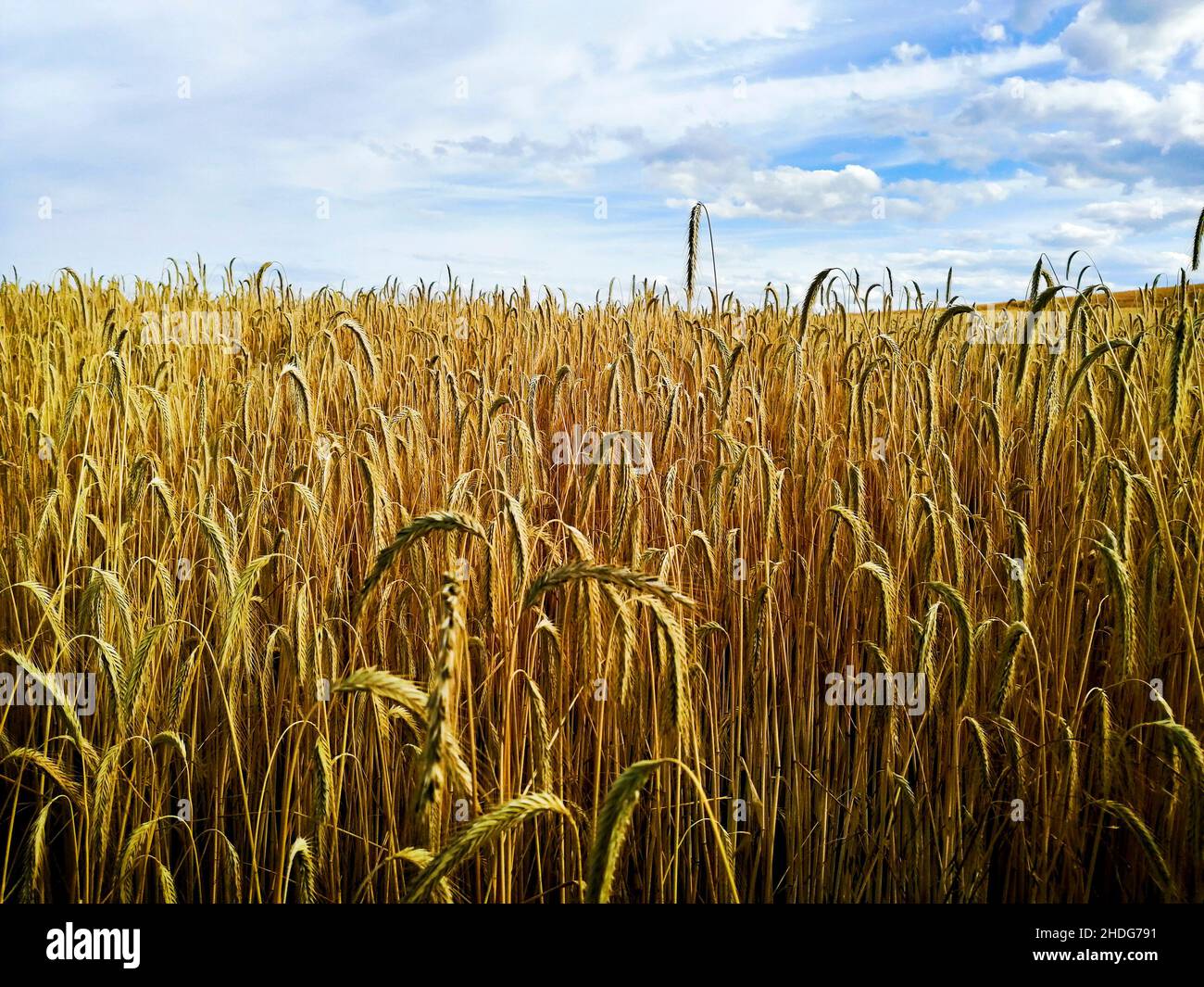 Rye fields hi-res stock photography and images - Alamy