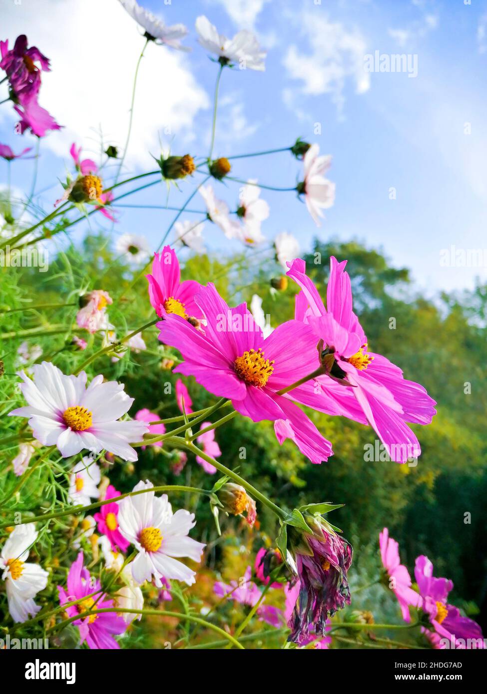 Summer flowers outdoors hi-res stock photography and images - Alamy