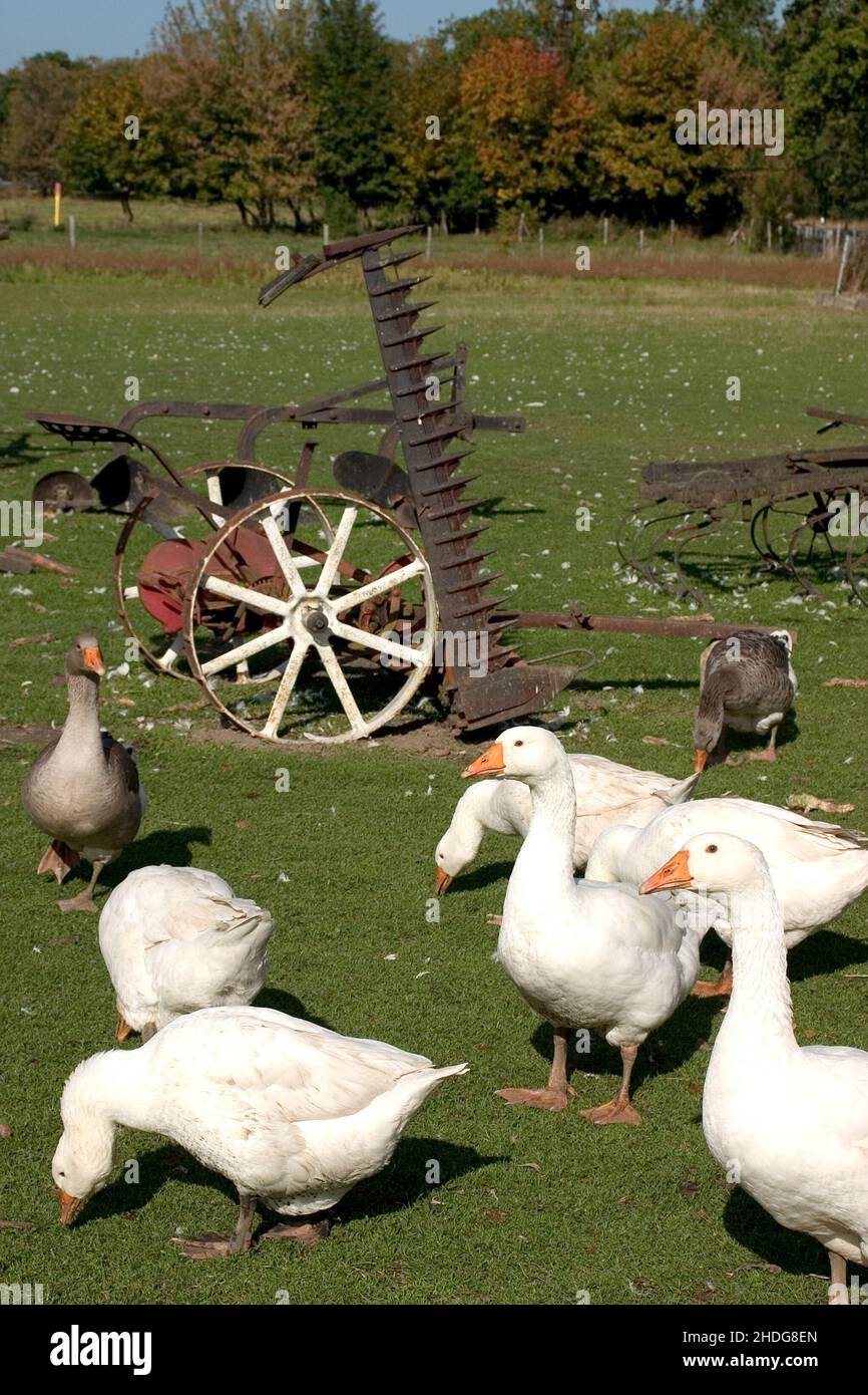 group of animals, goose, heuschneider, animal group, gooses, heuschneiders Stock Photo